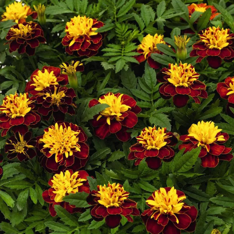 Tiger Eyes Marigold Seeds