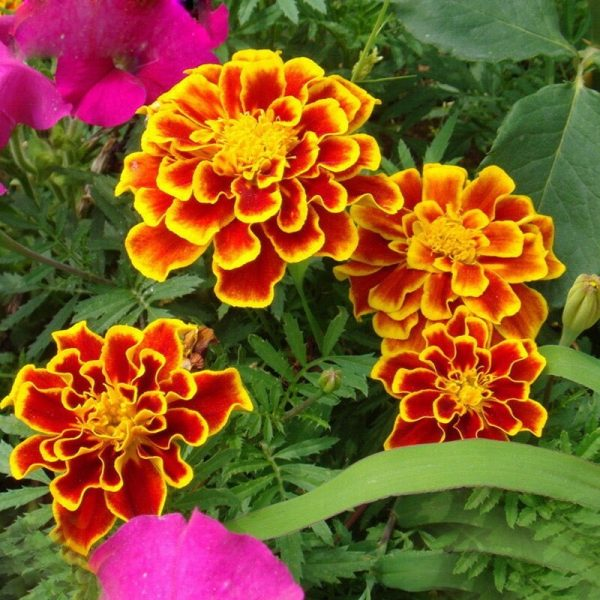 Rare Red Yellow Edge Marigold Flower, Chrysanthemum , Maidenhair, 100 Pcs Seeds