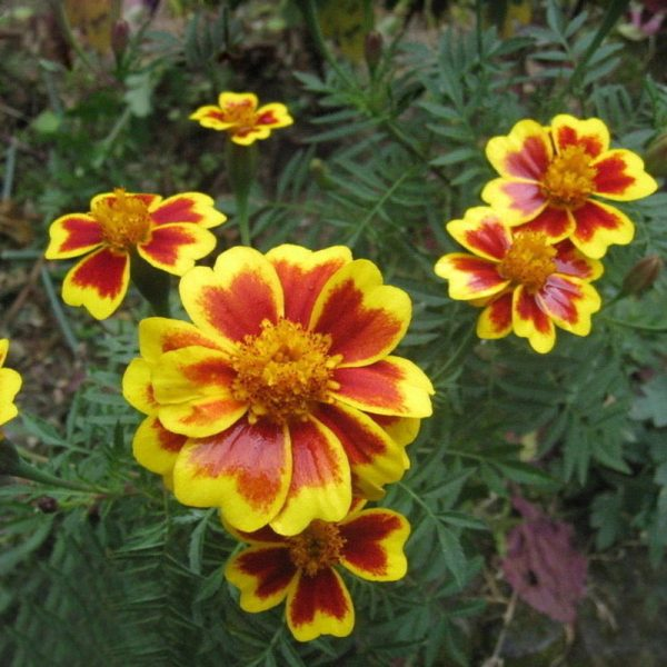 Rare Red Yellow Edge Marigold Flower, Chrysanthemum , Maidenhair, 100 Pcs Seeds
