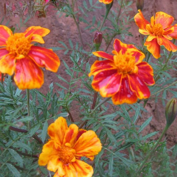 Rare Red Yellow Edge Marigold Flower, Chrysanthemum , Maidenhair, 100 Pcs Seeds