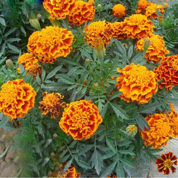 Rare Red Yellow Edge Marigold Flower, Chrysanthemum , Maidenhair, 100 Pcs Seeds