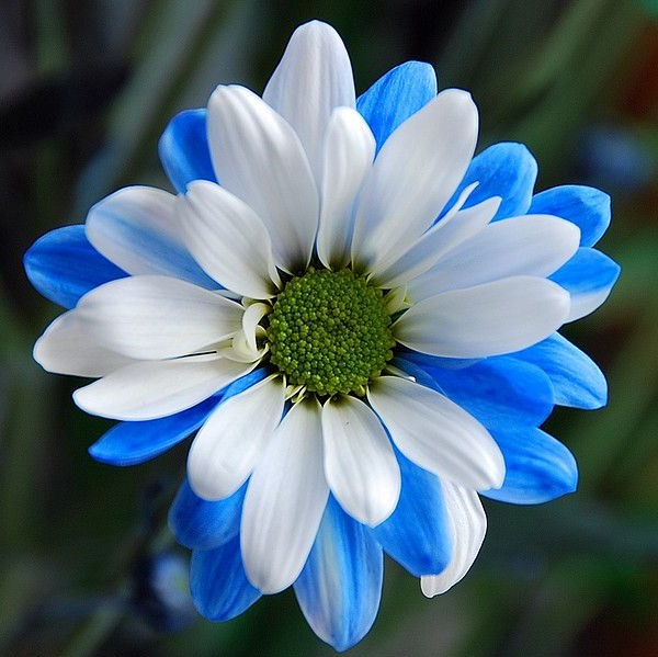 Daisy Flower Seeds, Marigold Mix Seeds, Osteospermum Seeds, 100pcs/pack