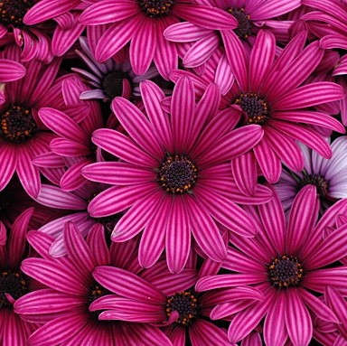 Daisy Flower Seeds, Marigold Mix Seeds, Osteospermum Seeds, 100pcs/pack