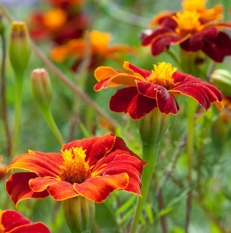 Linnaeus Burning Embers Marigold Seeds