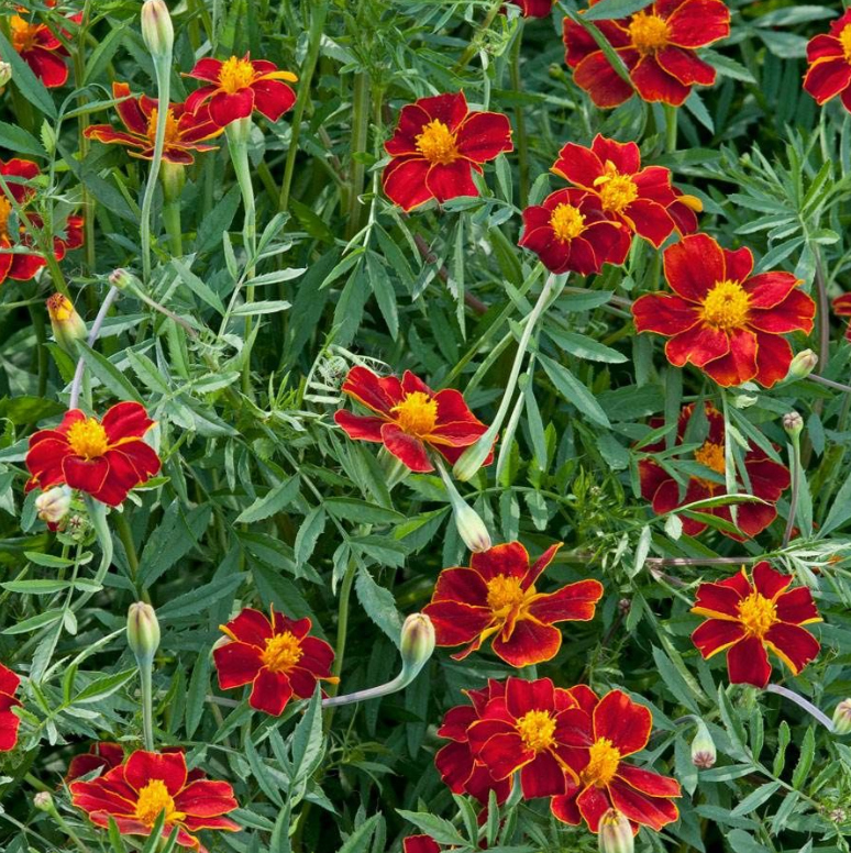 Linnaeus Burning Embers Marigold Seeds