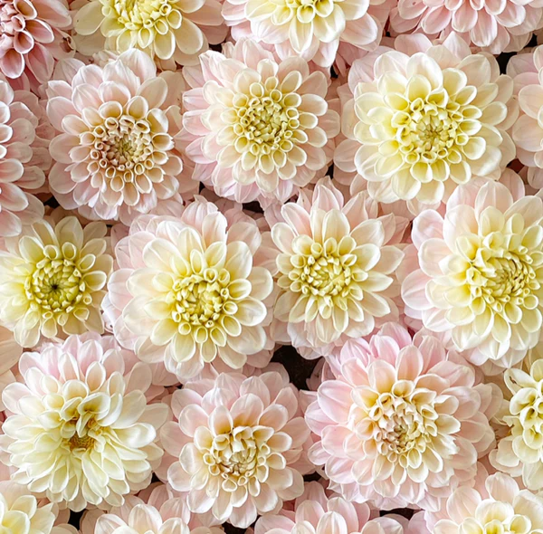 100Pcs Dahlia Bulb Flower Seeds Bonsai Flower Bulbs