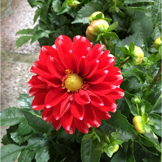 100Pcs Dahlia Bulb Flower Seeds Bonsai Flower Bulbs