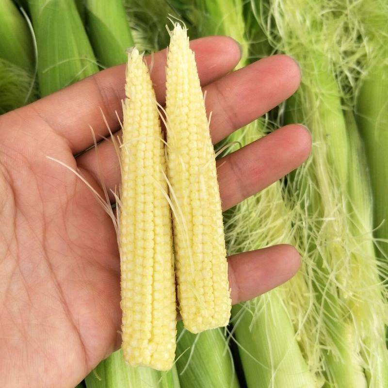 💥🌽Mini palm corn shoot seeds