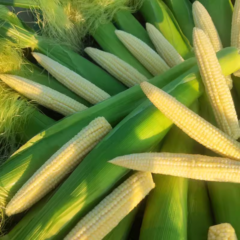 💥🌽Mini palm corn shoot seeds