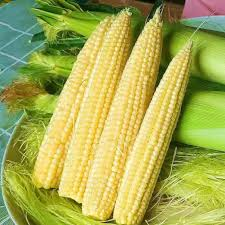 💥🌽Mini palm corn shoot seeds