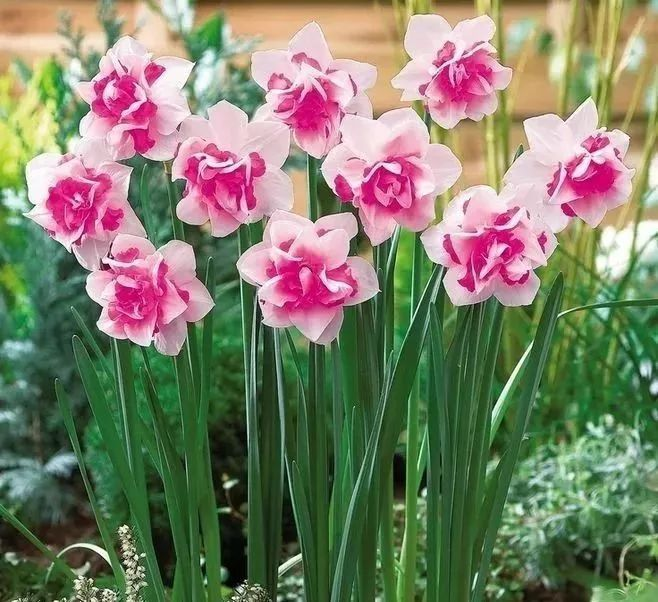 Pink Narcissus Bulbs~Pink Girl in the Rain