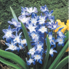 Blue Narcissus Bulbs~Pure Heart