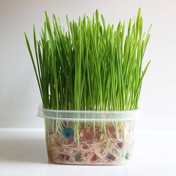 Catnip Grass Seeds Cat Healthy Treat Plant (Digestive Aid for Cats)