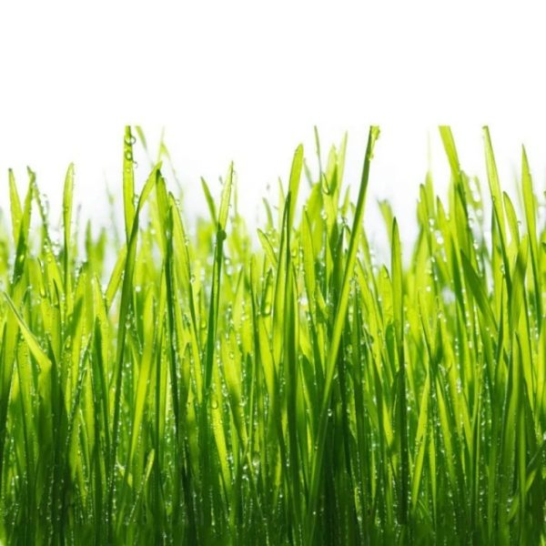 Catnip Grass Seeds Cat Healthy Treat Plant (Digestive Aid for Cats)