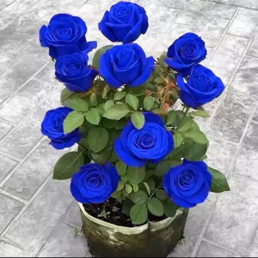 52% OFF✨100 Pcs Rare Climbing Rose Seeds🌹