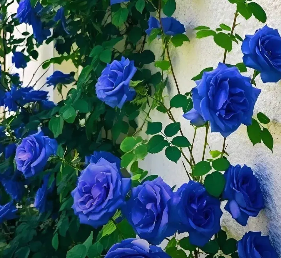 100 Pcs Blue Enchantress Mix Rose Seeds💙53% OFF🎉