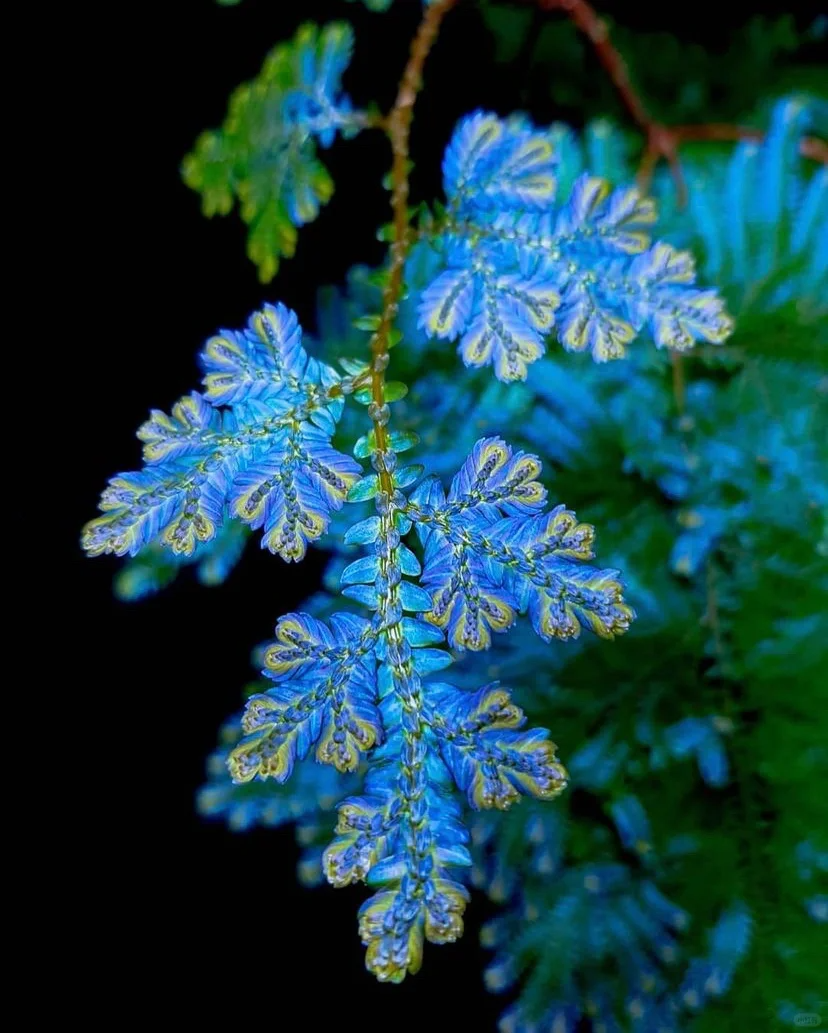 💎Indigo jade cloud grass seeds