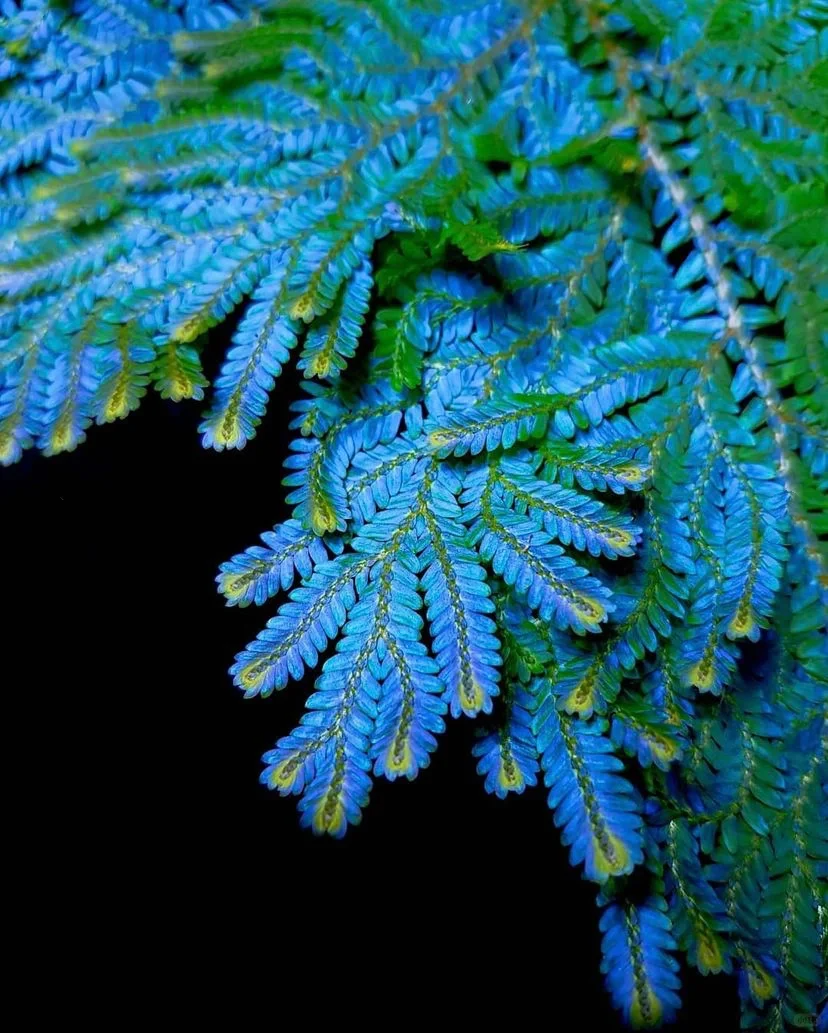 💎Indigo jade cloud grass seeds