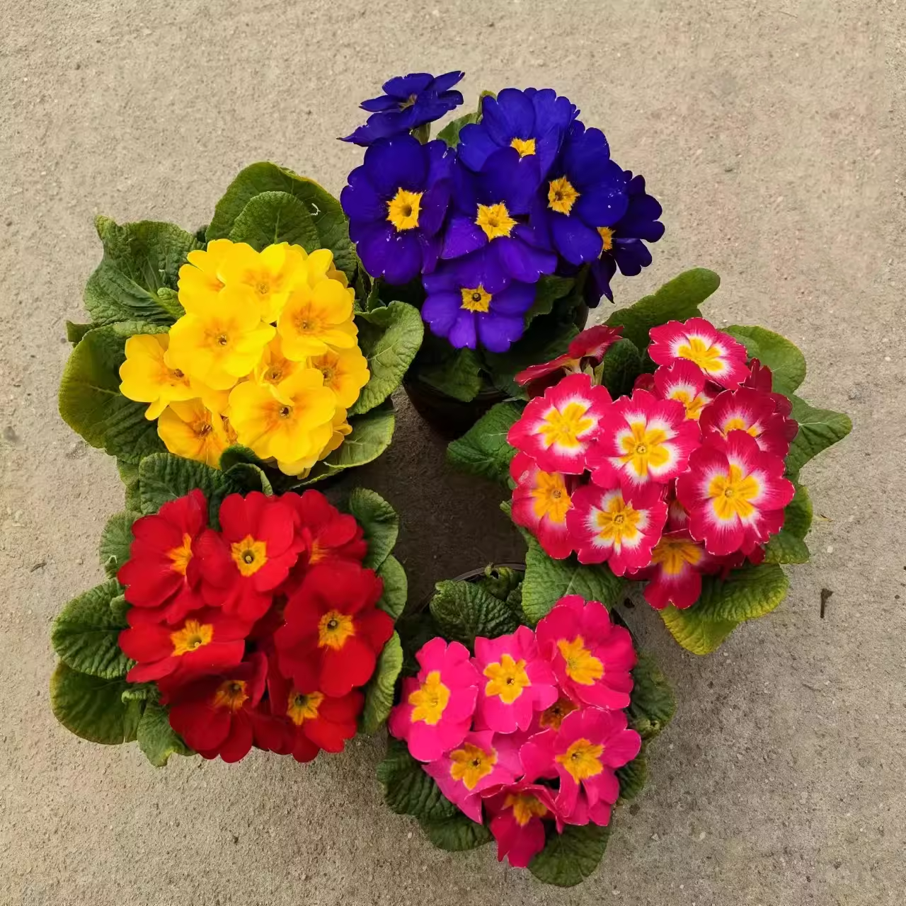 🔥56% OFF💜Primula seeds and cabbage seeds can be planted in all seasons