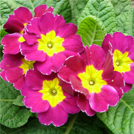 🔥56% OFF💜Primula seeds and cabbage seeds can be planted in all seasons