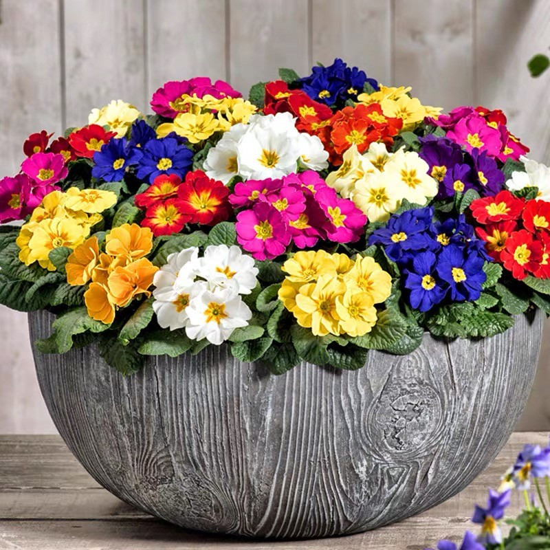 🔥56% OFF💜Primula seeds and cabbage seeds can be planted in all seasons