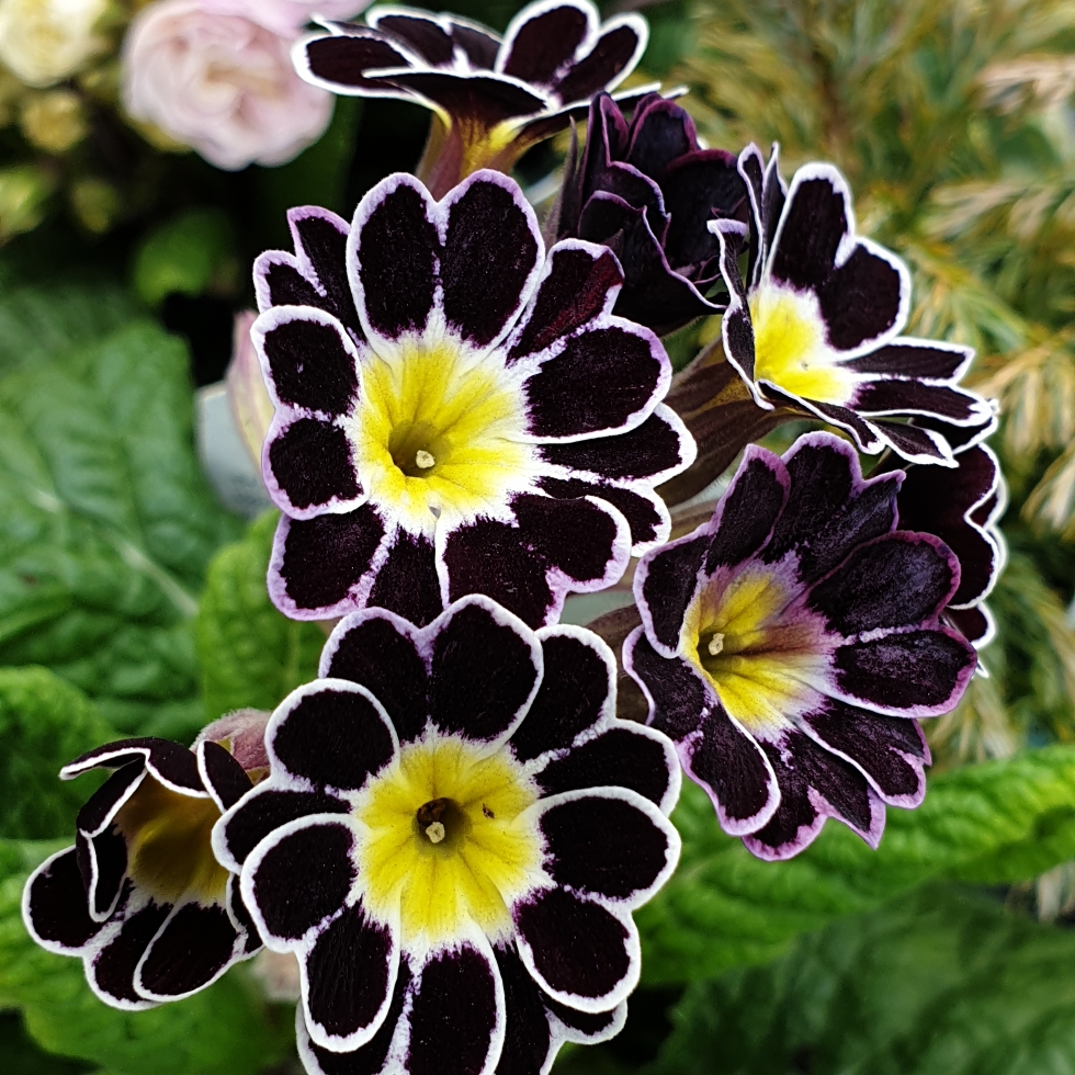 🔥56% OFF💜Primula seeds and cabbage seeds can be planted in all seasons