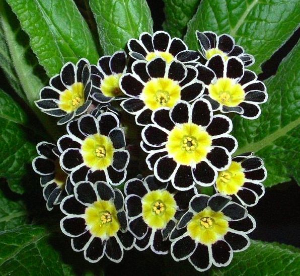 🔥56% OFF💜Primula seeds and cabbage seeds can be planted in all seasons