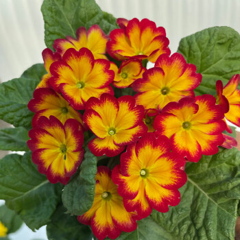 🔥56% OFF💜Primula seeds and cabbage seeds can be planted in all seasons