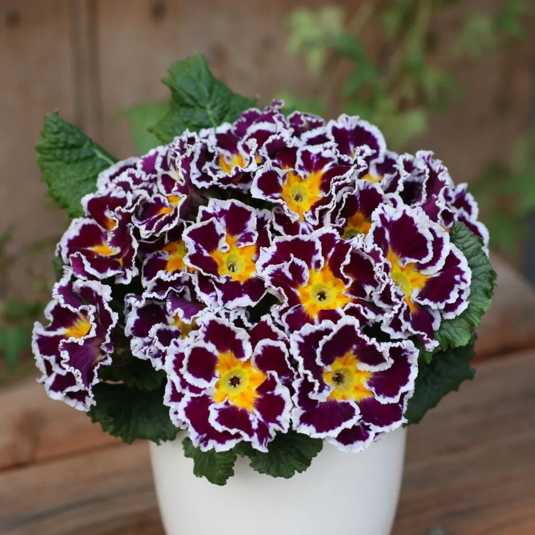 🔥56% OFF💜Primula seeds and cabbage seeds can be planted in all seasons