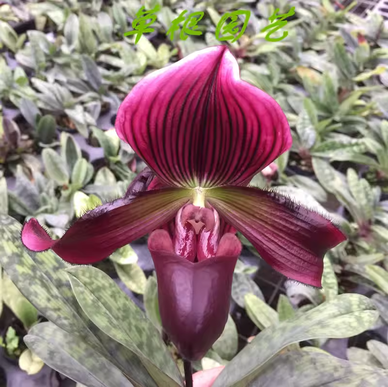 🥳54% OFF🌿Orchid Seeds Rare Flower Orchid Seeds For Home Garden Plants