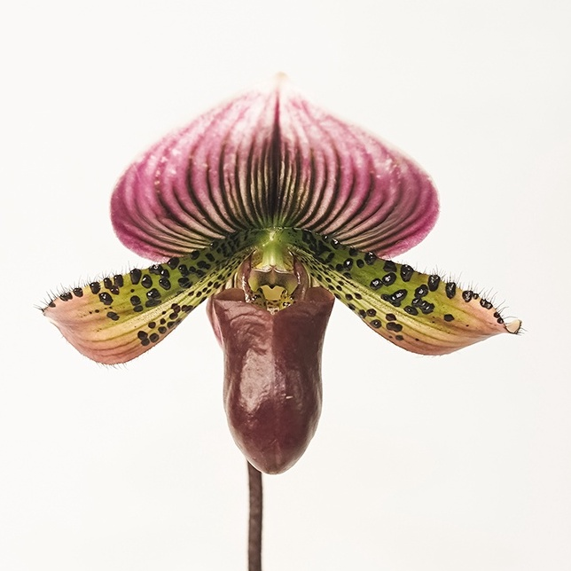 🥳54% OFF🌿Orchid Seeds Rare Flower Orchid Seeds For Home Garden Plants