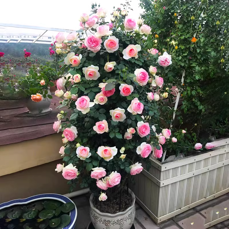 Pink core white climbing rose seeds