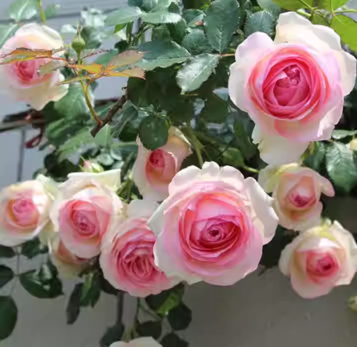 Pink core white climbing rose seeds