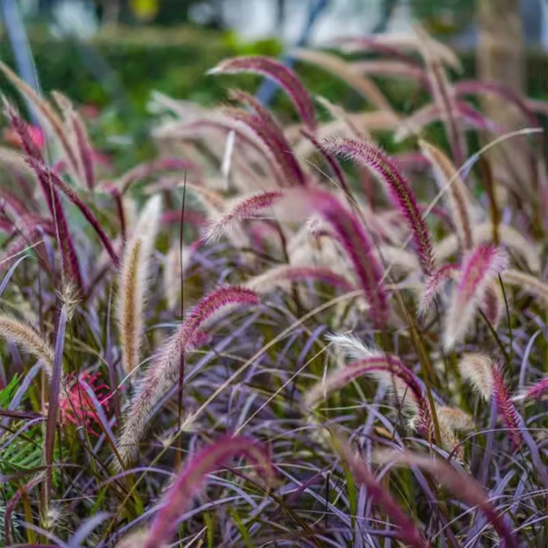🪴Pennisetum seeds lawn ornamental grass seeds