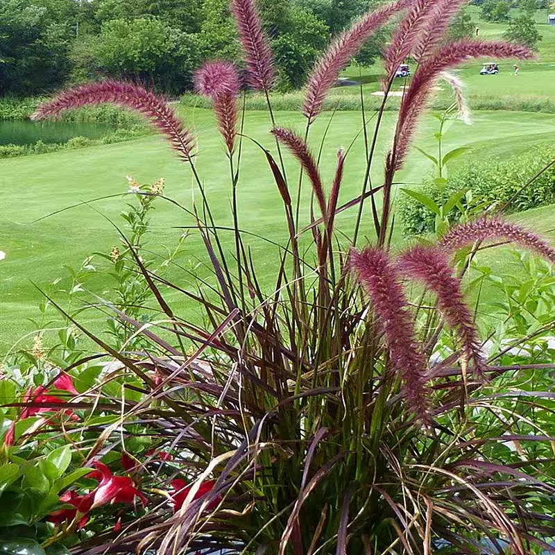 🪴Pennisetum seeds lawn ornamental grass seeds
