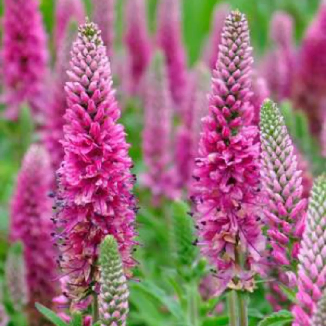 Veronica densiflora Seeds
