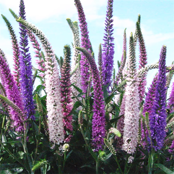 Veronica densiflora Seeds