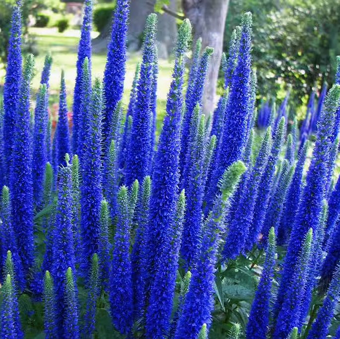 🚨50% Off New Items💜Veronica densiflora Seeds