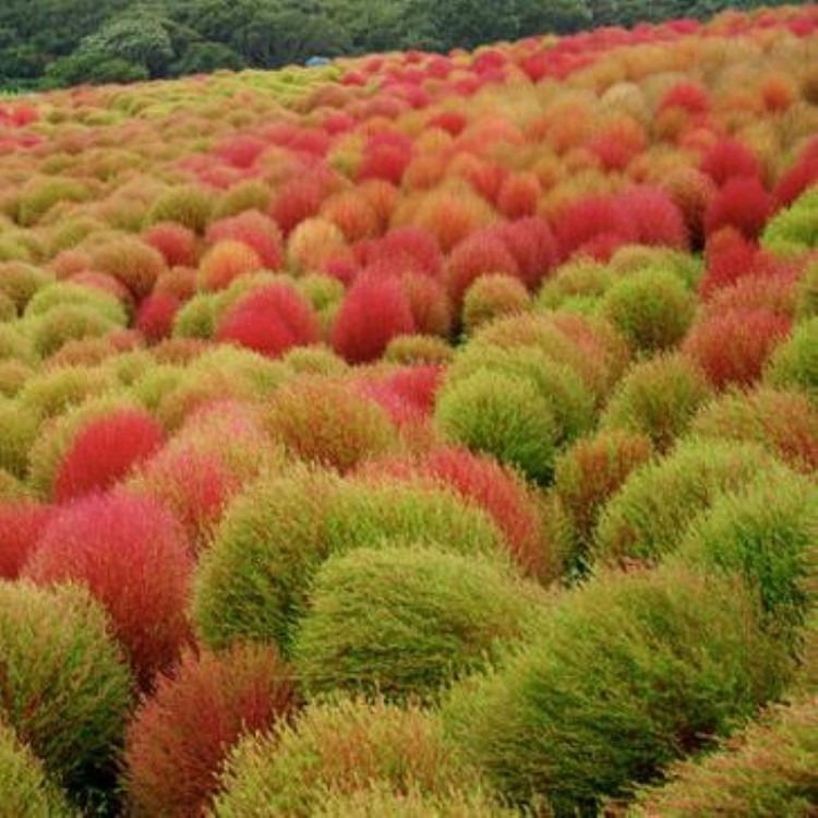 ⭕Colorful Kochia Seeds