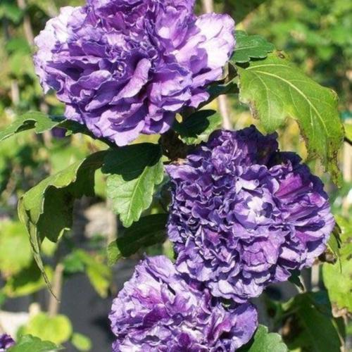 🔥✨55% Off💙💙Blueberry Smoothie Althea/Hibiscus Seeds