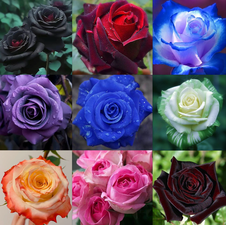 Rose Mix Seeds Series (Randomized)