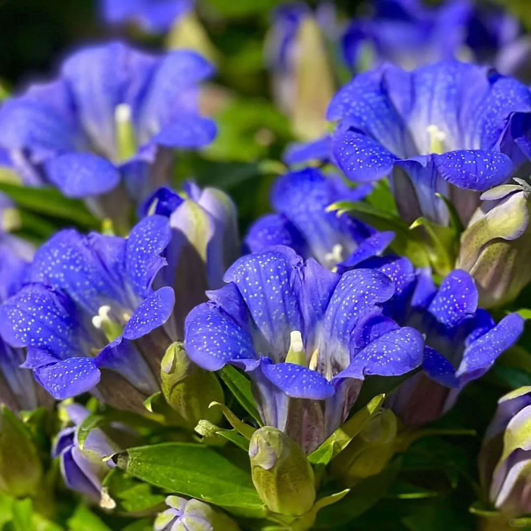 💥Hot selling💜Gentian Flower Seeds🐉