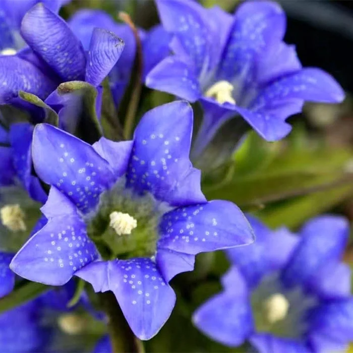 💥Hot selling💜Gentian Flower Seeds🐉