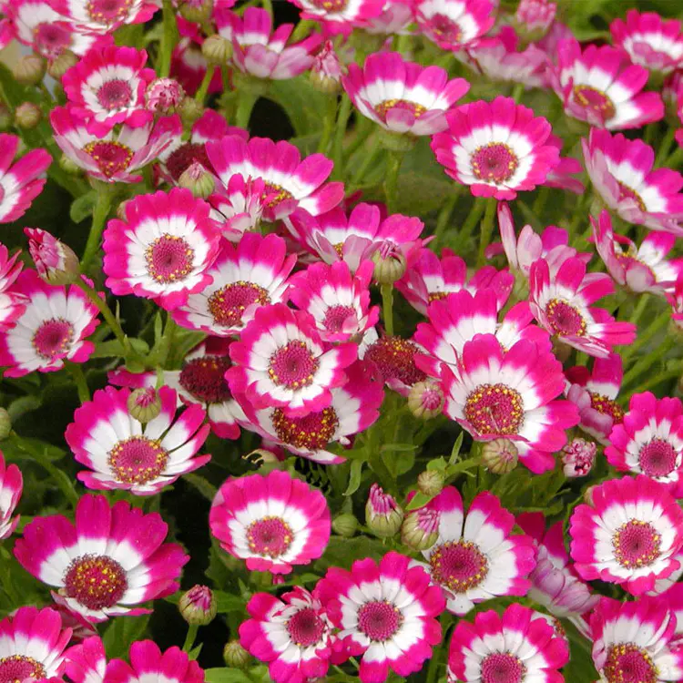 ✨Cineraria Chrysanthemum Seeds💜