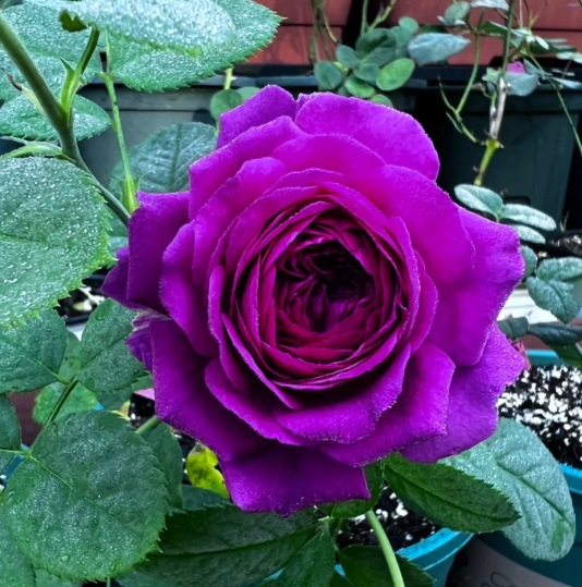 🔥New spring products🌈Rainbow multi-color roses seeds🌹