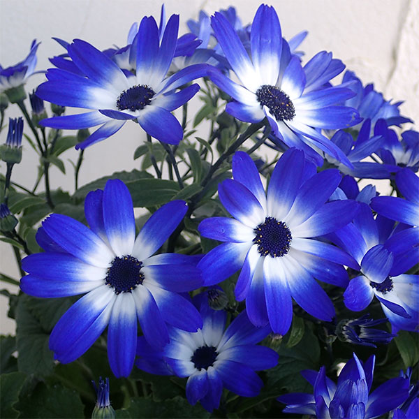 ✨Cineraria Chrysanthemum Seeds💜