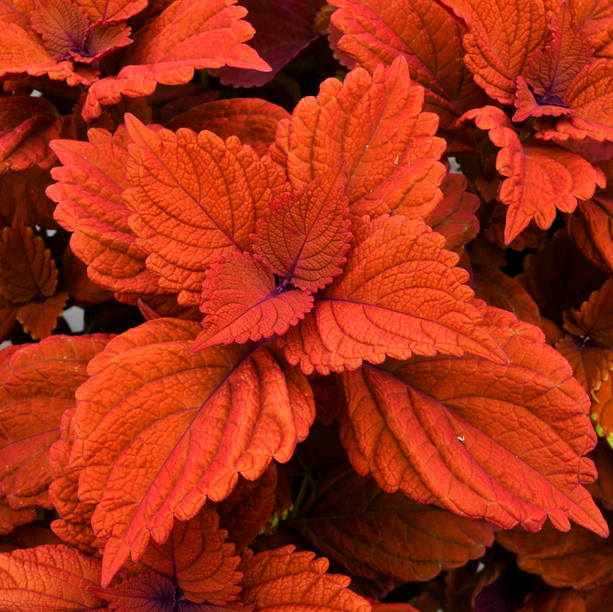 🥰Hot Selling✨Leaf Plant Coleus Seeds