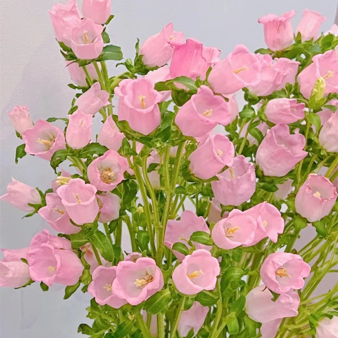 Multicolor Campanula Seeds🎐