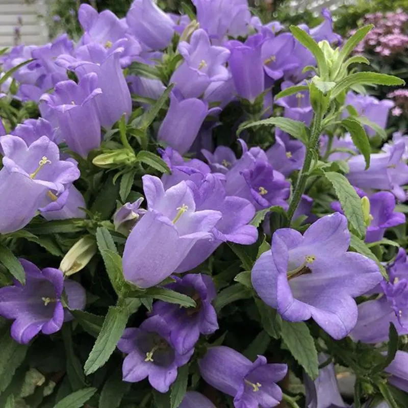 Multicolor Campanula Seeds🎐