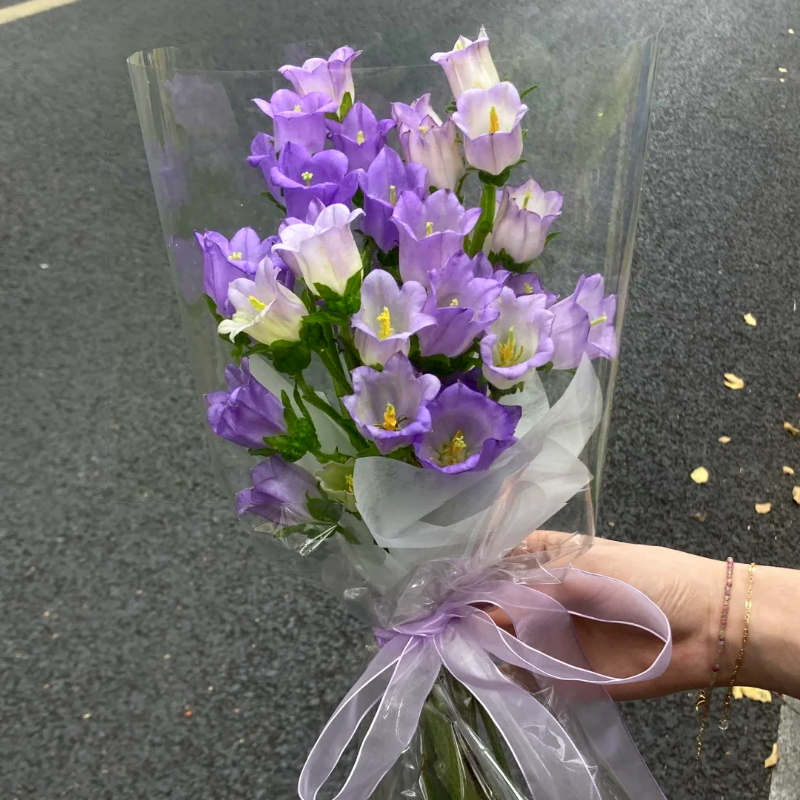 Multicolor Campanula Seeds🎐
